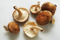 خواص شگفت انگیز قارچ شیتاکه برای سلامتی بدن